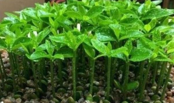  【埋进】吃完的果核先别扔，埋进花盆惊喜多，七天变身小盆栽！