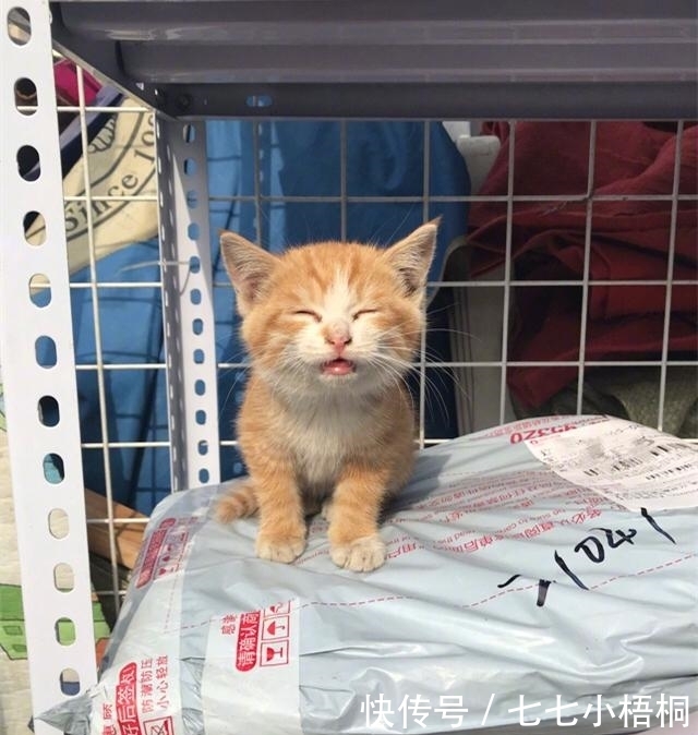 猫可以快递吗