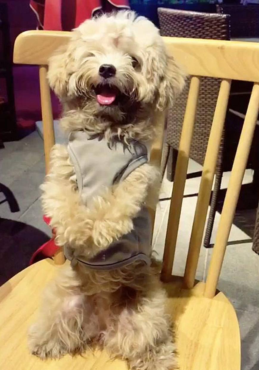 泰迪天生残疾只会用后腿走路,女孩贴心照顾,却