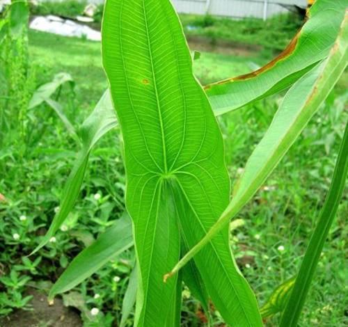 『俊俏』一种花期长的草,叶片似剪刀长在河边,开花俊俏颜值高