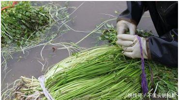  经济收益：这几种水生植物，投资成本低，丰产畅销，亩收入过万元！