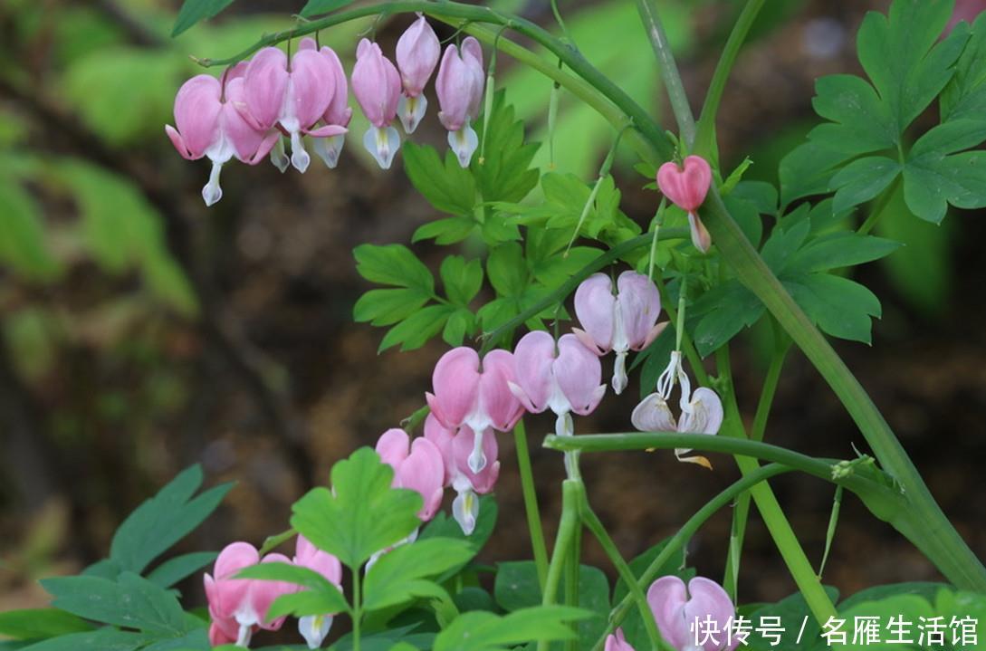  『牡丹』三月养棵荷包牡丹，做好5点开到春色渐老，满枝“元宝”
