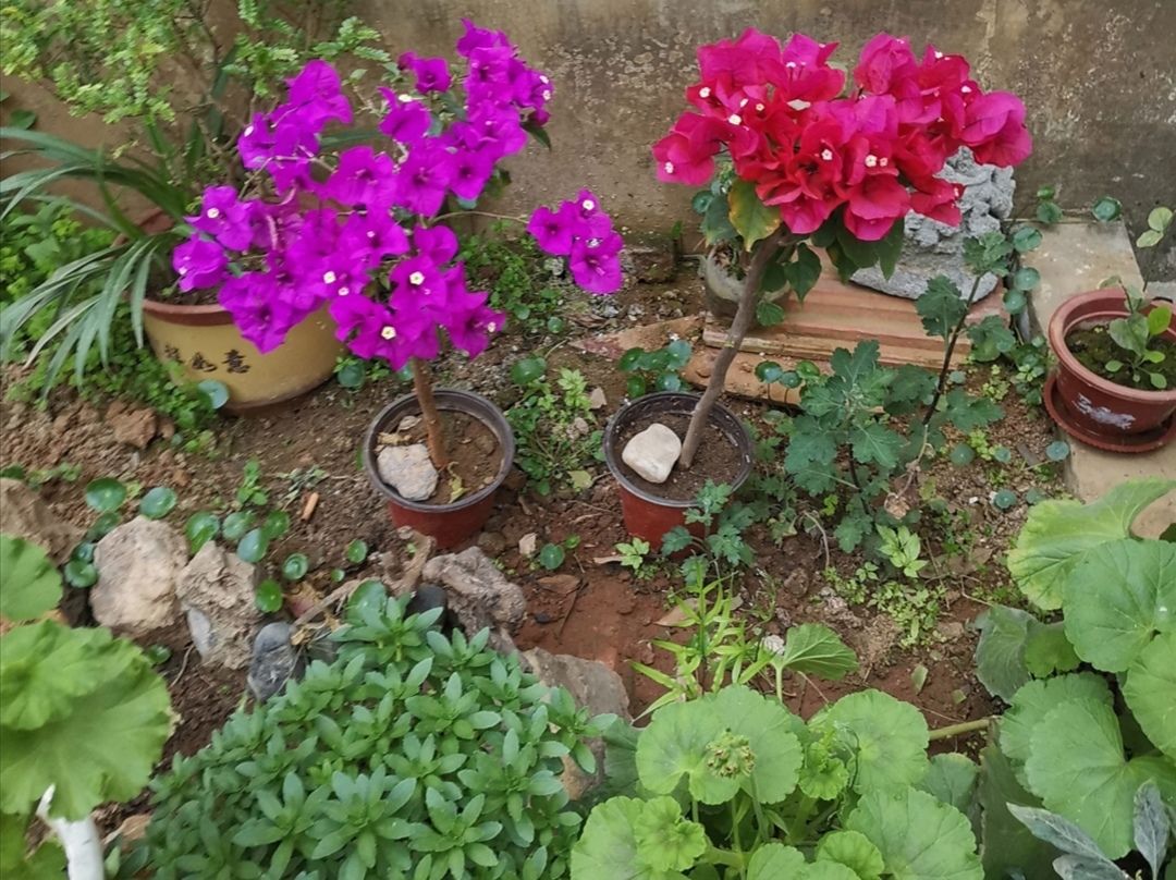  「生长旺盛」这“5种”花,再喜欢也要“狠狠晒”,越晒越开花,香味越浓郁!