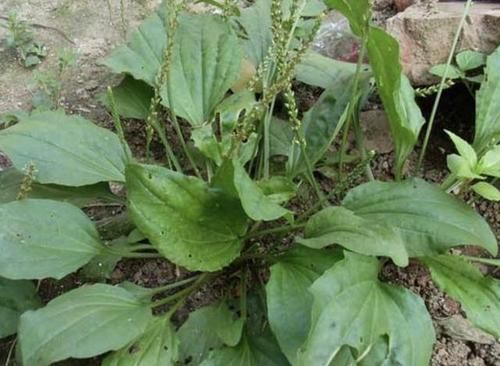 「杂草」此种“杂草”,喜欢生长在“河边”,叶子宽大,在5月开花,珍贵