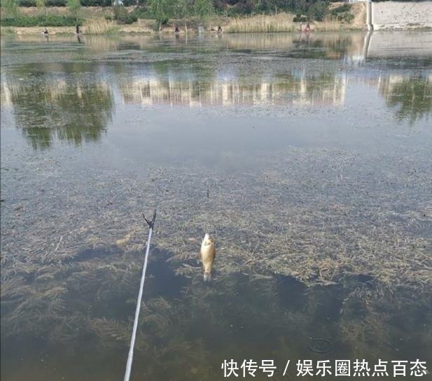 野生鲫鱼|草洞守钓鲫鱼,交配时期作钓鲫鱼方法,钓获20多条金黄色的鲫鱼