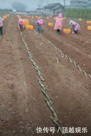 女子放假回到农村老家,发现村里空无一人,全村都在地里埋棍子！