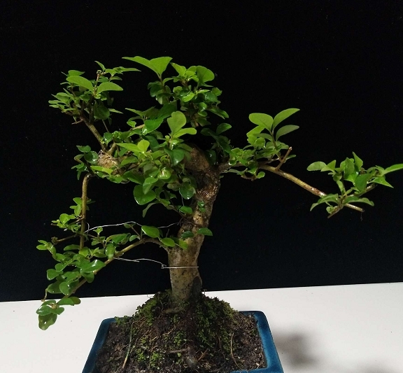 室雅何须大，案头一盆景，枝浓叶绿更喜人，拍照欣赏盆景佳作