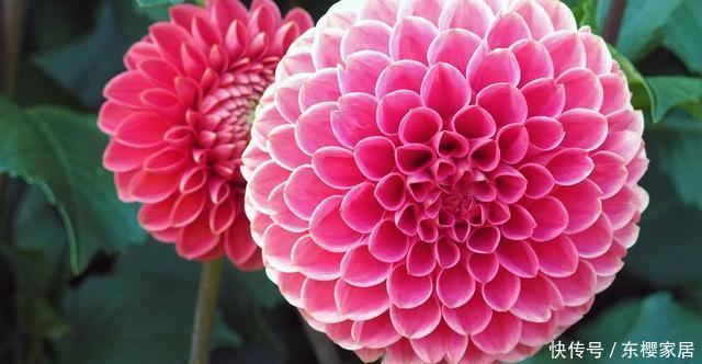 #植株#花色多彩有单色复色之分，大丽花这样养，开出拳头花