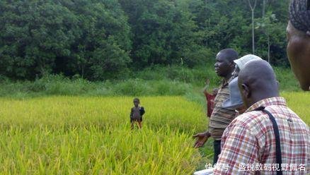  「第一次」非洲人第一次种植出大米，称中国人民是全世界最聪明