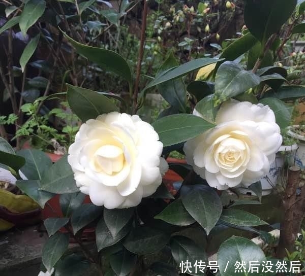 『传统』此花是中国传统名花,可媲美牡丹,植株低矮,还可盆栽观赏