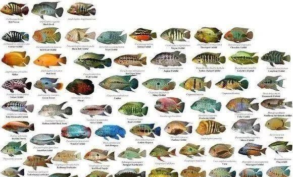  #水族市场上#美洲慈鲷之美，您细品
