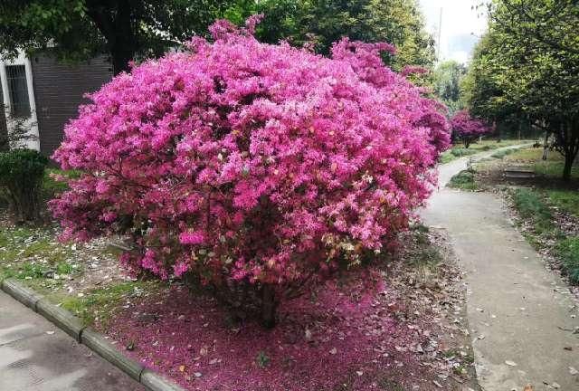 「逍遥自」几多春风几多景,不少春雨不少情