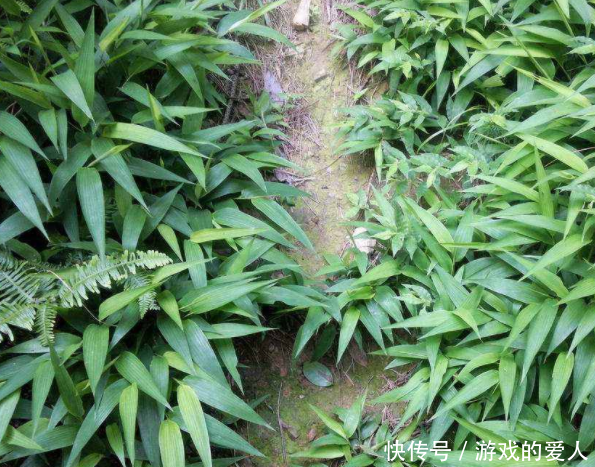 农村这种似竹叶的野草，曾用它来包“粽子”，卖到30元一斤