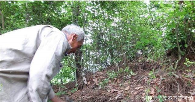 农村大爷山里挖这种无叶无根的植物，每月能赚一万多