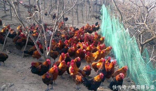  提议：专家提议果树下养土鸡，看似一举两得，实际问题不少，专