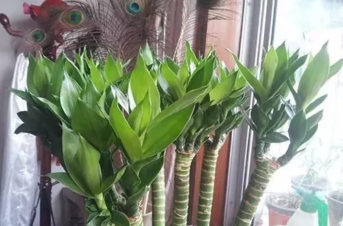  「们家里」三种受欢迎的植物，你家肯定有，叶子发黄是通病，教你这么去治