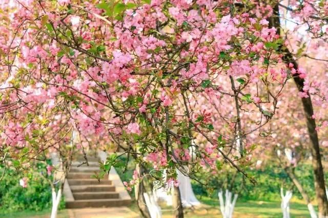 春季花开哪家强？云南16州市最美赏花点看过来！