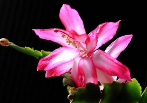  「长春花」这5款皮实耐旱花，养在小院，开花一茬一茬，花姿优雅多态，超美
