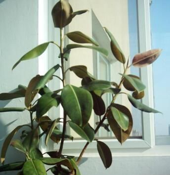  『随便』10种“清菌花”，随便养一盆，“病菌”少一半，总有一种适合您