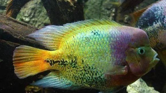  #水族市场上#美洲慈鲷之美，您细品