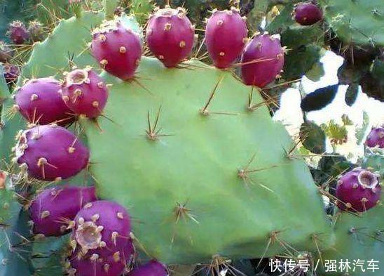 农村大爷种植“仙人掌”，结果后卖到40元一斤，城里的上等水果