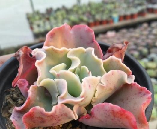 经验|夏季浇花经验分享篇:花友新入坑切记5点,盆栽多肉长得美呆了
