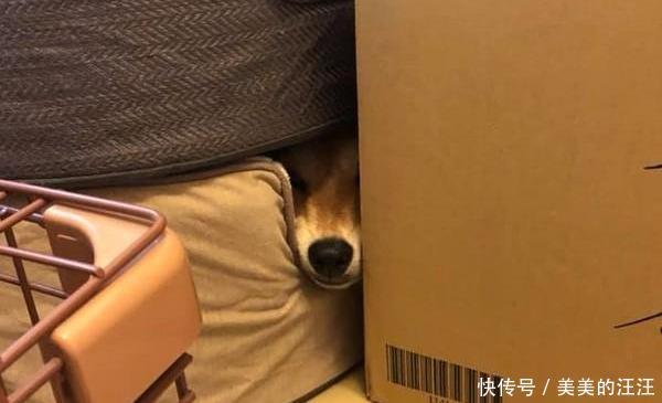 「主人」你到底是柴犬还是猫,狗狗和主人玩捉迷藏,你能看出狗狗藏在哪吗