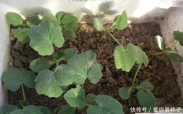  「椅子」大爷花10年“种椅子”，一把卖80000！这些文玩在家也能