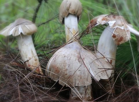 山里熟窝鸡枞菌“搬了家”！老农马上报案！罪魁祸首竟是蚂蚁