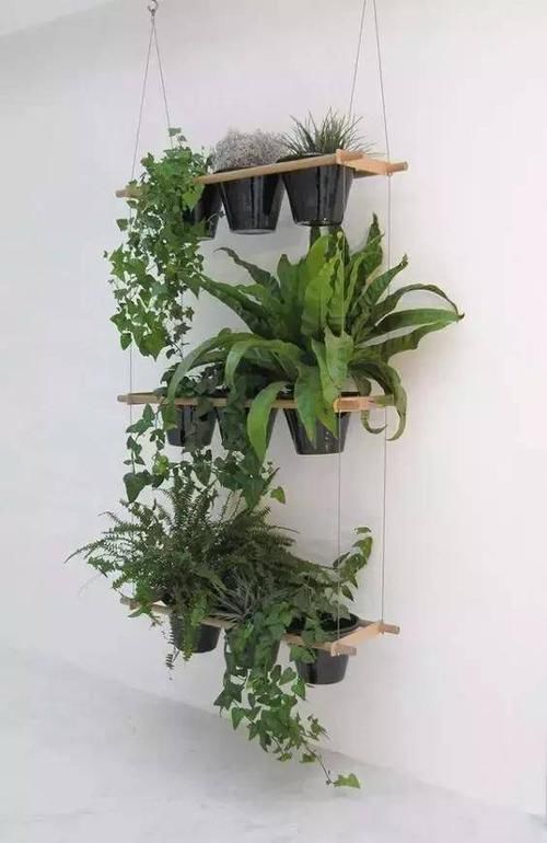  「脱离」养花注意4个关键，让你尽早脱离“植物杀手”