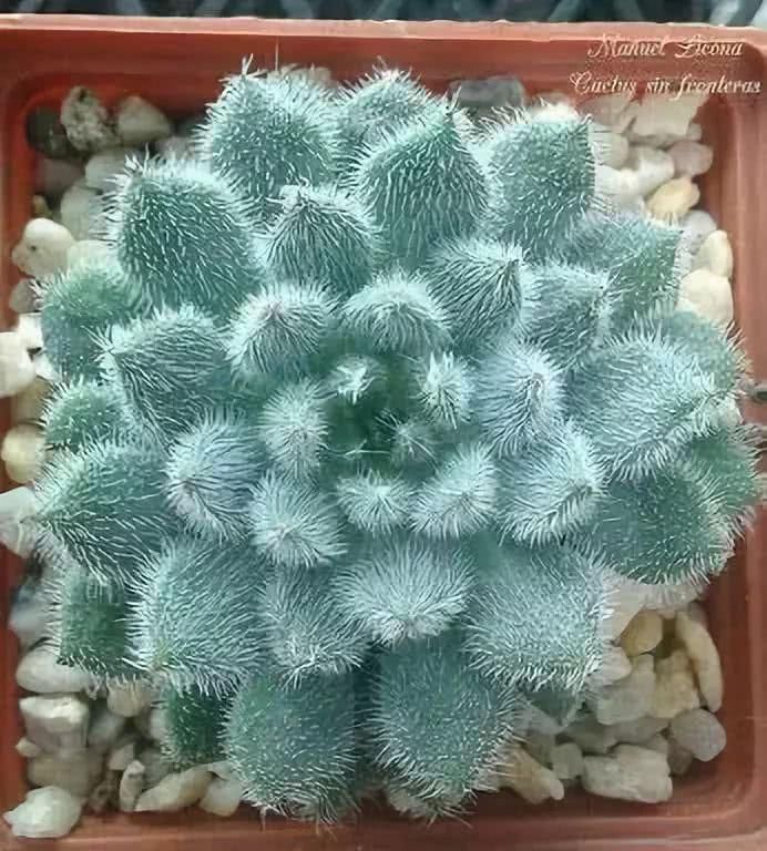 『开出的花』非常罕见的仙人掌,一起欣赏!