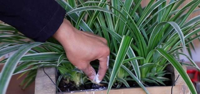  植物■兰花和吊兰,为什么叶子总长黄尖?