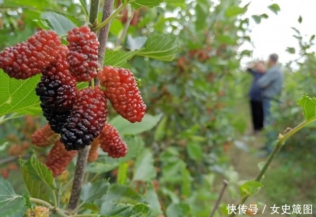  【市场中】30天就能成熟，亩产3200斤，一斤卖30元，农民却不太