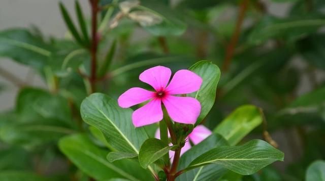  『盆栽』超级香的花,花量多,四季常开,可做花墙,种植简单,盆栽也可以