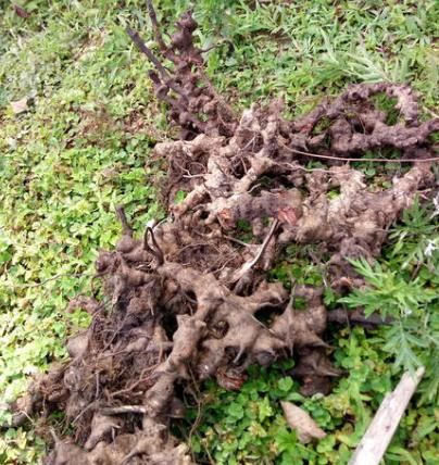 农村一种植物，果实是孩童时的零食，却不知道“根”才是宝贝！