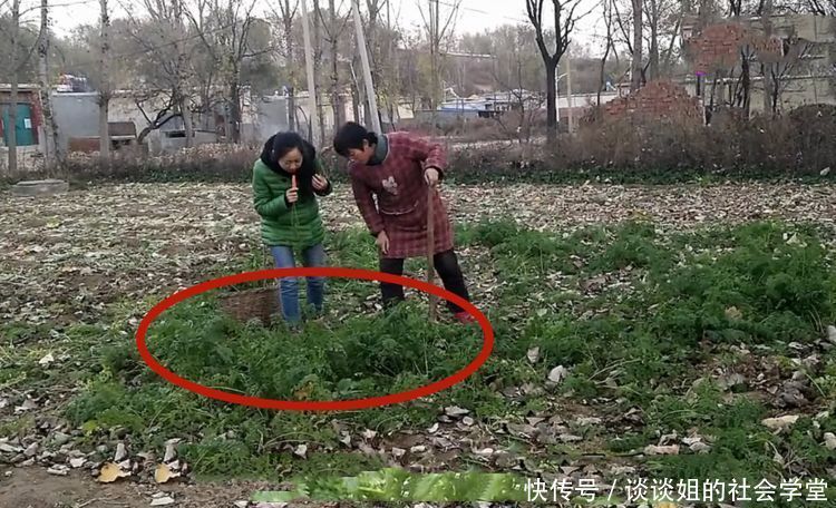 农村女子地里刨萝卜,却蹿出3斤重的大家伙,网友：大赚！