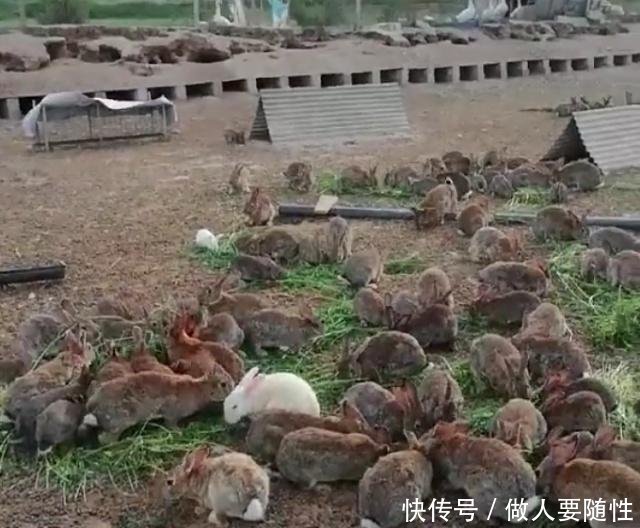 农民不外出打工农村养“它”五十一只，年赚几十万，比外出打工强