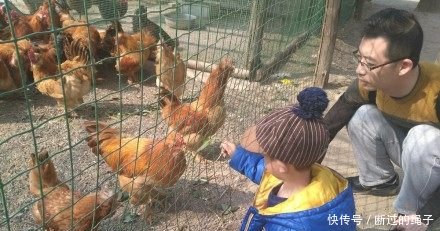 小伙儿养鸡，养而不卖，每个鸡都有名字，年收入超60万