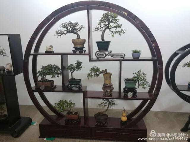 #盆协#徐州收藏家协会(盆景协会和铁路盆协)回龙窝微型盆景