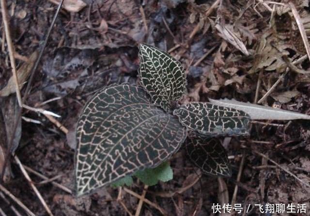  『潮湿』小溪边，有1种“金线莲”奇特，高度没有10厘米，却名贵、有价值