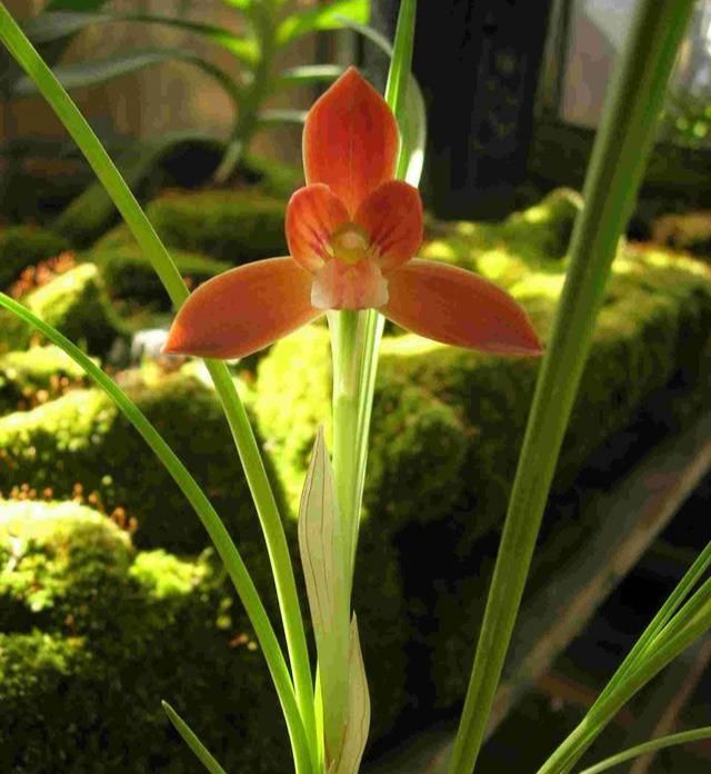  #漂亮#月季扔了吧！此花净化空气是绿萝100倍，客厅里种2棵，太