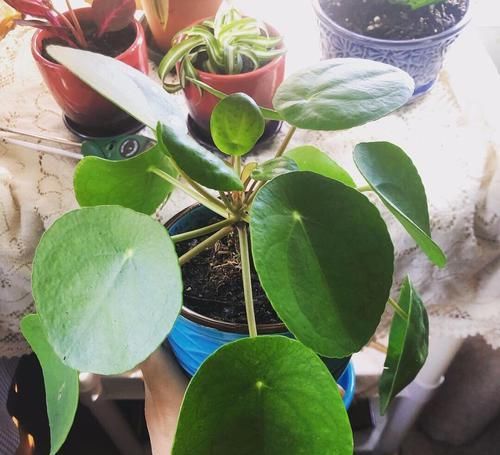  「要注意保持」10种形态各异的观叶植物，适合摆桌上养，四季都能生长