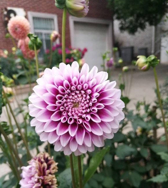  地下■买颗红薯种地下，窜到2米高，开花如玉盘，小崽子长一窝