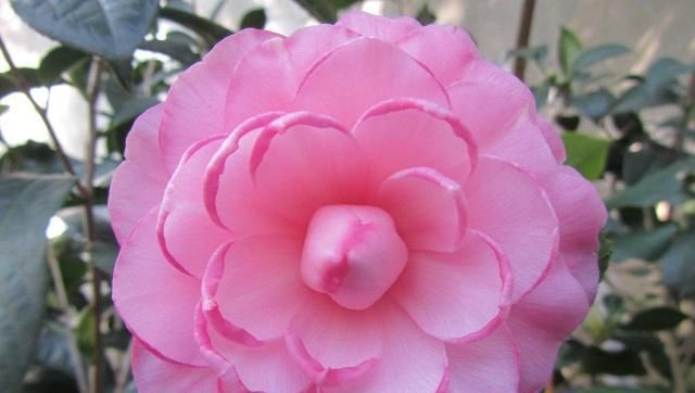  #嫁接#给茶花动动“手术”，让它开出多个颜色花来！