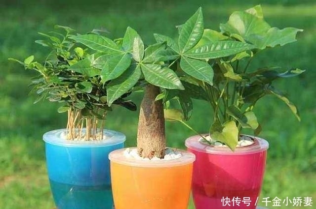 黄叶|发财树黄叶多、烂根不断?掌握“2怕”和“2勤”,叶片绿、长势猛