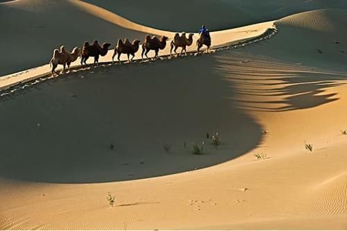  「圈养」沙漠救星来了！中国沙漠圈养150只“猛兽”，一天狂吐40