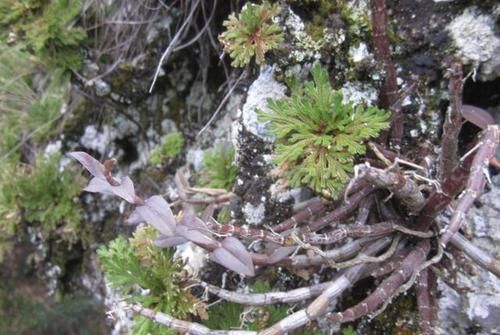  [卷柏]山坡上挖“1棵它”，种花盆里，10天浇水1次，来年增值“6倍”