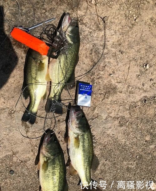 净化水质还是破坏生态？长沙湿地公园，美国黑鲈因放生泛滥了