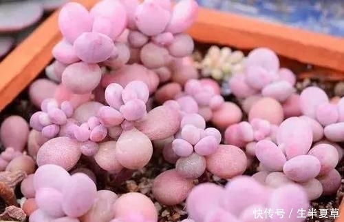  养护：人见人爱的桃之卵，如何养护呢？喜欢桃蛋的赶紧收藏！