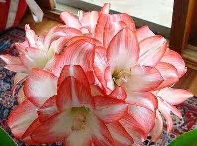  「朱顶」都说朱顶红要这样冻一冻才开花？是真的吗？